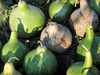Birdhouse Gourd, Bradshaw's Ornamental Gourd, 3 g Birdhouse Gourd, Bradshaw's Ornamental Gourd, 3 g