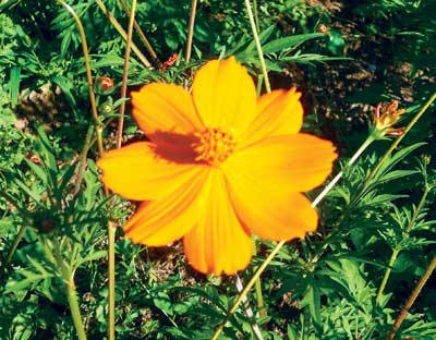 Cosmos, Bright Lights Orange FLOWER 1 g