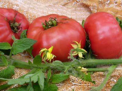 Brimmer (Pink Brimmer) TOMATO 0.16 g Brimmer (Pink Brimmer) TOMATO 0.16 g