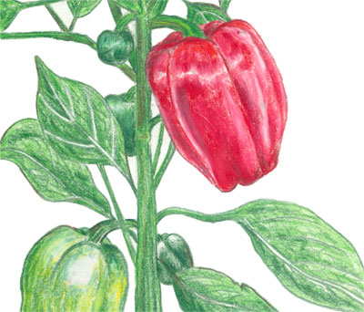 California Wonder PEPPER, BELL (SWEET) 0.5 g California Wonder PEPPER, BELL (SWEET) 0.5 g