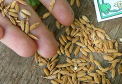 Rice: Carolina Gold GRAIN 7 g Rice: Carolina Gold GRAIN 7 g