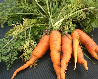 St. Valery Carrots 3g St. Valery Carrots 3g