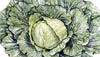 Cabbage