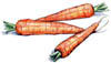 Carrots