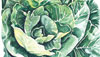 Collards
