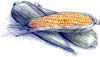 Corn