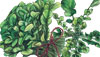 Cress