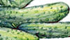 Pickling Cucumbers
