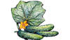 Cucumbers