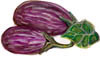 Eggplant