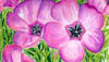 General Fresh Flowers