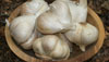 Elephant Garlic