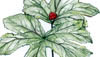 Ginseng & Goldenseal