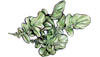 Arugula (Roquette)