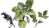 Culinary Herbs