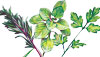Herbs Herbs