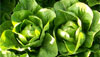 Romaine (Cos)