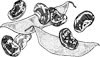 Lima Beans (Butterbeans)