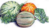 Melons