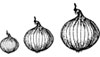 Onions
