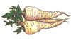 Parsnips