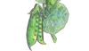 Snow Peas