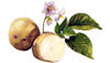 Potatoes Potatoes