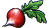 Radishes