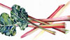 Rhubarb