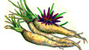 Salsify