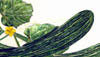 Slicing Cucumbers