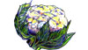 Cauliflower