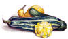 Summer Squash & Zucchini
