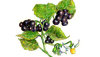 Wonderberry