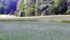 Grains & Cover Crops