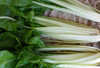 Barese Chard, 4 g Barese Chard, 4 g