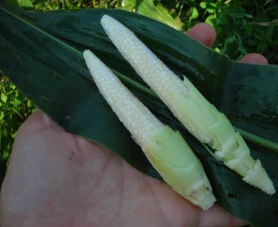 Chires Baby Corn 4g Chires Baby Corn 4g