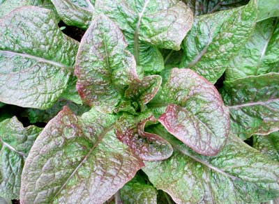 Cracoviensis LETTUCE, LOOSELEAF 0.5 g Cracoviensis LETTUCE, LOOSELEAF 0.5 g