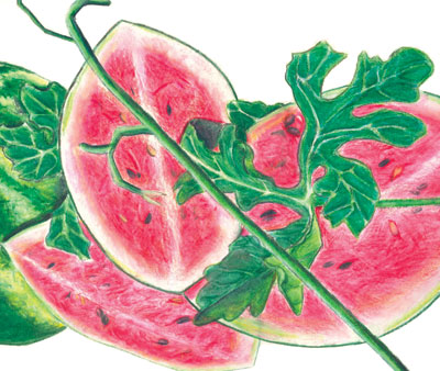 Crimson Sweet, Virginia Select WATERMELON 3 g