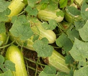 Arkansas Little Leaf Pickling Cucumber 2g Arkansas Little Leaf Pickling Cucumber 2g