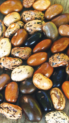 Cherokee Cornfield Bean