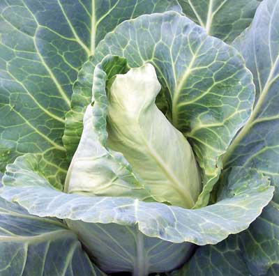 Early Jersey Wakefield Cabbage