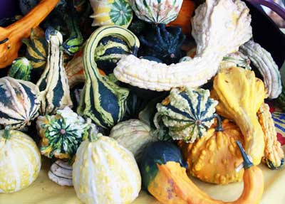 Ornamental Gourds