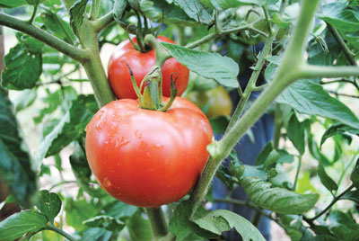 Ozark Pink Tomato