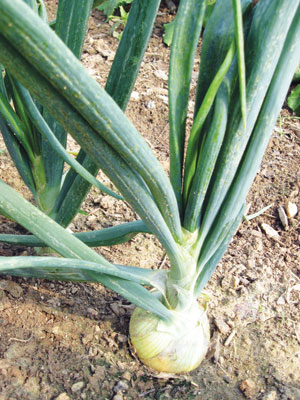Yellow Sweet Spanish Onion