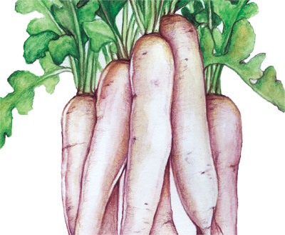 Daikon, Miyashige White RADISH, FALL 7 g Daikon, Miyashige White RADISH, FALL 7 g