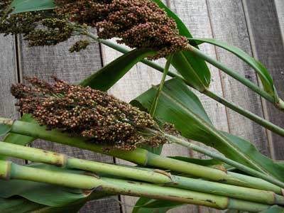 Della SORGHUM 114 g Della SORGHUM 114 g