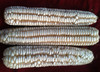Hickory Cane Dent Corn, bulk size: 1 lb Hickory Cane Dent Corn, bulk size: 1 lb