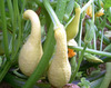 Early Golden Summer Crookneck Squash, bulk size: 28 g Early Golden Summer Crookneck Squash, bulk size: 28 g