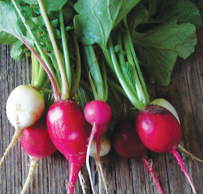 Easter Egg RADISH 7 g Easter Egg RADISH 7 g